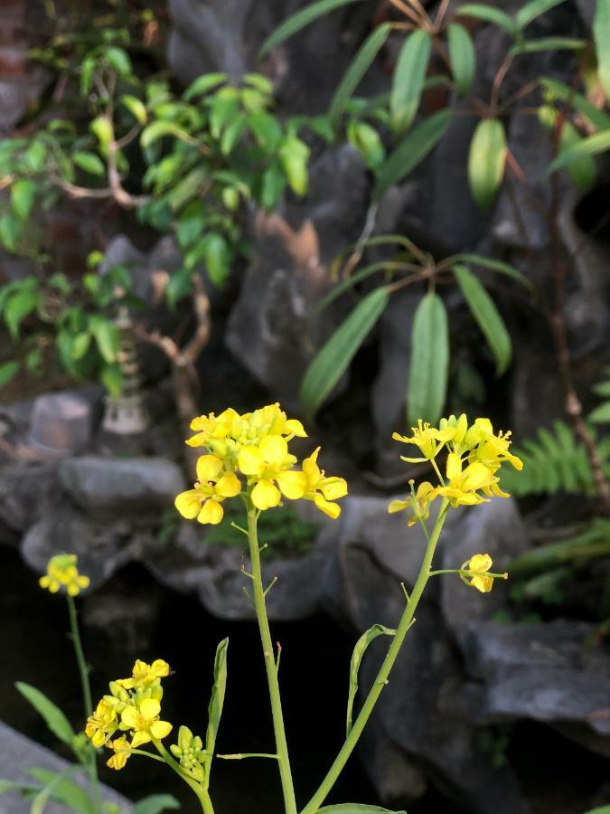Tam Coc Hello Homestay Ninh Binh Buitenkant foto